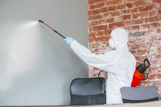 Best Mold Damage Restoration  in Ridley Rk, PA
