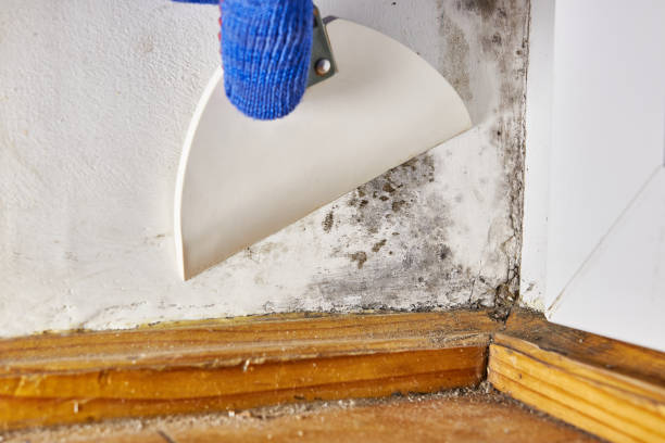Mold Removal for HVAC Installations in Ridley Park, PA