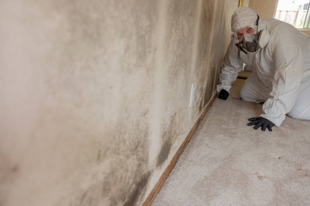 Reliable Ridley Park, PA Mold Removal Solutions